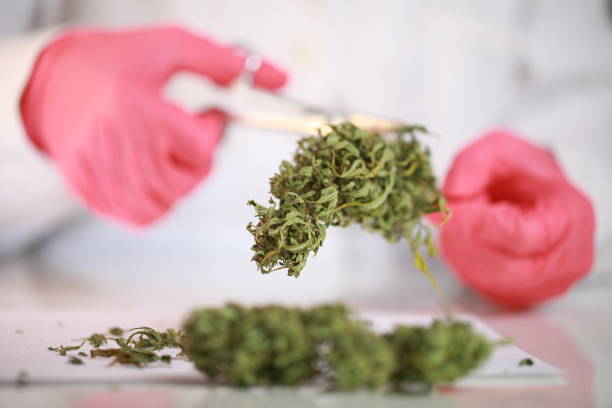 istock hands in gloves with scissors cut cannabis 874840794