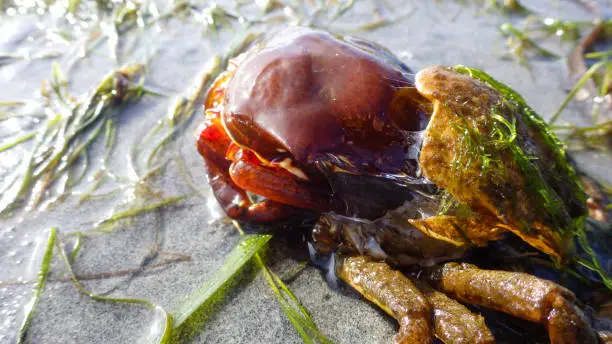 Photo of Northern kelp crab, spider crab, shield back crab ( Pugettia producta ) Changing its shell on a sandy beach.