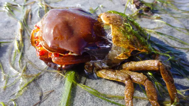 Photo of Northern kelp crab, spider crab, shield back crab ( Pugettia producta ) Changing its shell on a sandy beach.