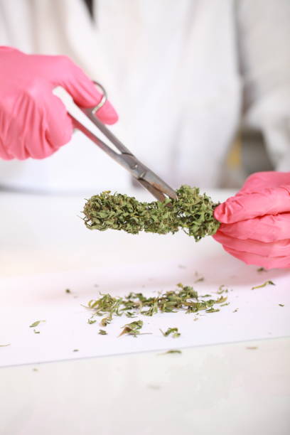 istock hands in gloves with scissors cut cannabis 874840990
