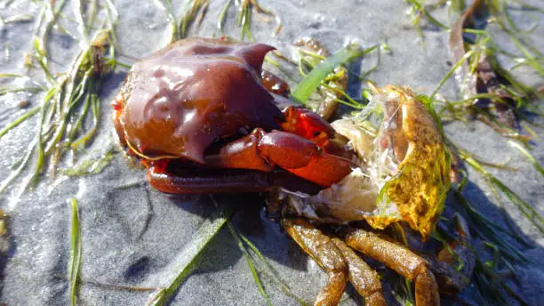 Photo of Northern kelp crab, spider crab, shield back crab ( Pugettia producta ) Changing its shell on a sandy beach.