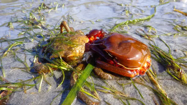 Photo of Northern kelp crab, spider crab, shield back crab ( Pugettia producta ) Changing its shell on a sandy beach.