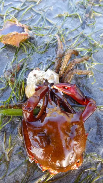 Photo of Northern kelp crab, spider crab, shield back crab ( Pugettia producta ) Changing its shell on a sandy beach.