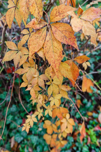 istock Colorful autumn leaves 874844182