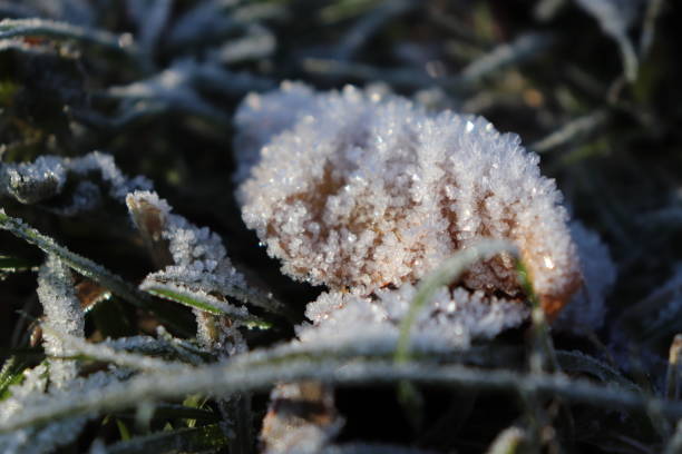 istock Frosted Leaf Surface Texture. Frost Ice on Forest Morning. Natural Floral Pattern Background. Macro Closeup. 874847736