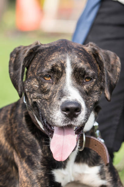 istock american staffordshire terrier 874848608