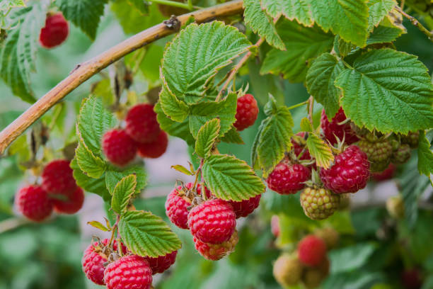 paisaje de otoño. frambuesas rojas maduras en un arbusto - raspberry fotografías e imágenes de stock