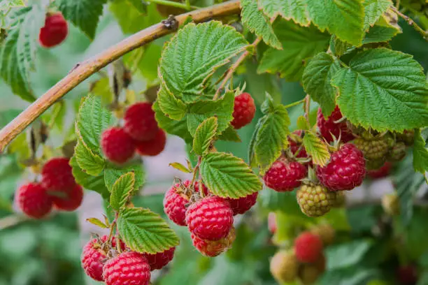 Autumn landscape. Ripe red raspberries on a Bush on a background of green foliage, closeup.