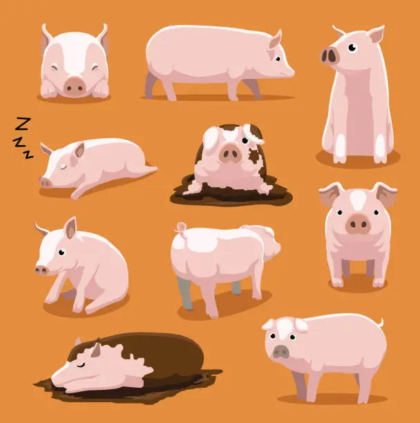 Vector illustration of Cute White Pig Cartoon Poses Vector Illustration