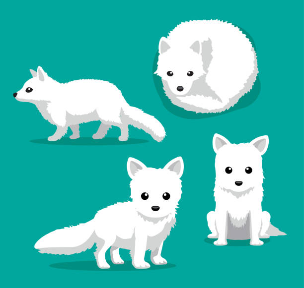 Cute Arctic Fox Cartoon Vector Illustration Animal Characters EPS10 File Format arctic fox stock illustrations