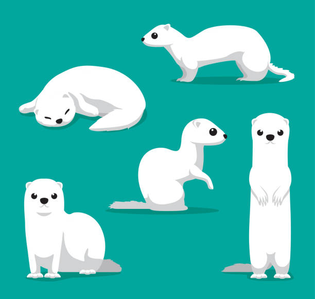 515 Ermine Illustrations & Clip Art - iStock | Ermine isolated, Ermine  frosting, Ermine weasel