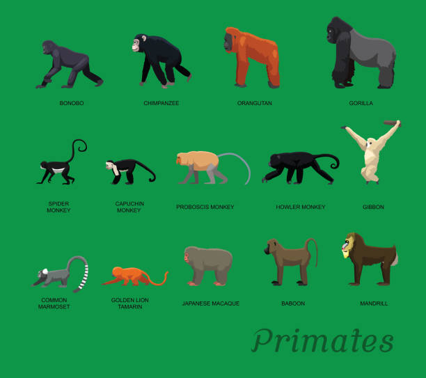 ilustrações de stock, clip art, desenhos animados e ícones de primate species set cartoon vector illustration - orangutan ape endangered species zoo