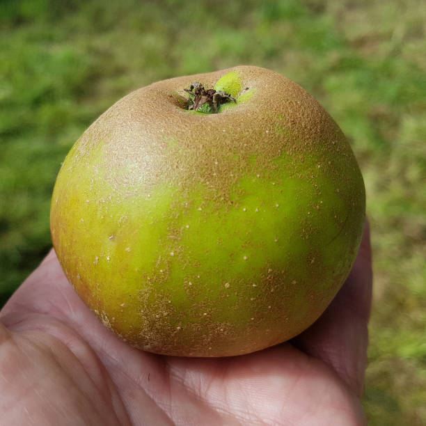 istock Ribstone Pepping, Apple, malus, domestica 874851594