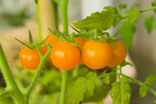istock The tomato is yellow with orange on the branch 874851630