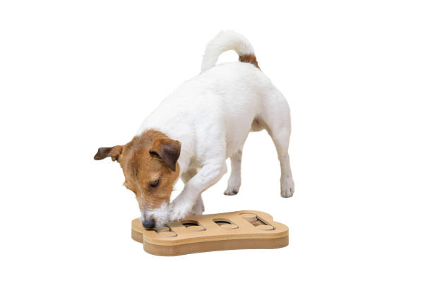 istock Dog sniffing training with smart toy isolated on white background 874857158