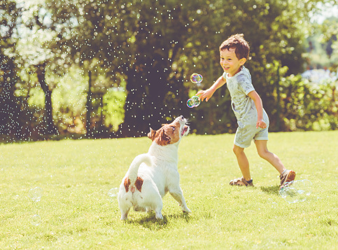 Carefree kid and pet dog playing with flying soap bubbles at sunny summer day