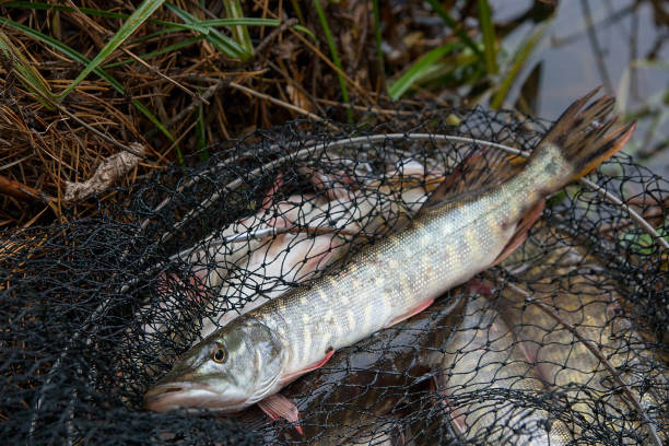 istock Freshwater pike fish lies in landing net 874859970