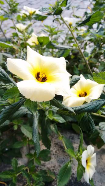 The colorful of flowers
