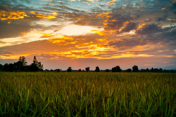 istock View of sunset at the paddy field 874862910
