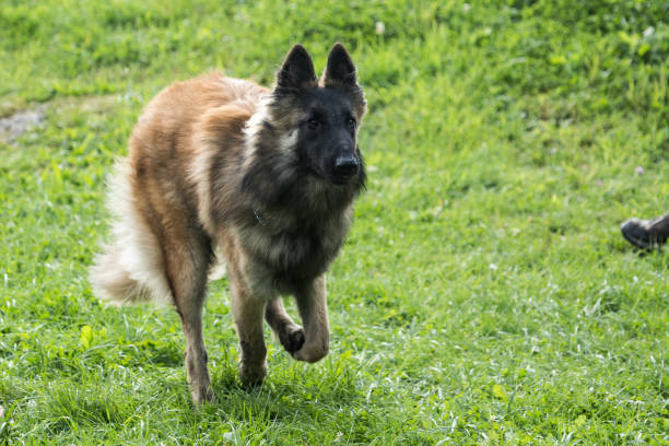 tervuren - kaine - fotografias e filmes do acervo