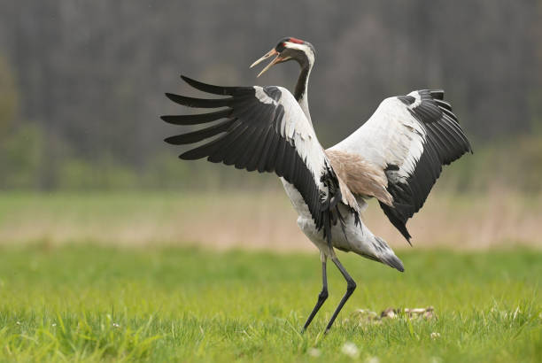 Crane Common crane (Grus grus) eurasian crane stock pictures, royalty-free photos & images