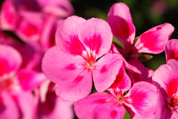 istock pink Flammenblumen (Phlox) 874864002