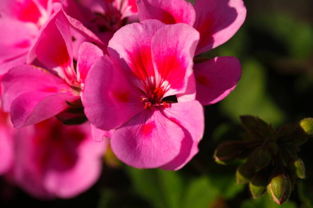 istock pink Flammenblumen (Phlox) 874864070