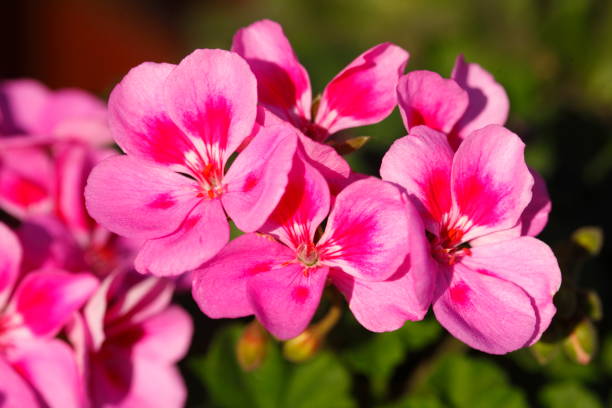 istock pink Flammenblumen (Phlox) 874864072