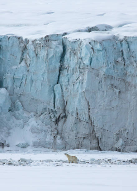 istock Polar bear looking up at the glacier in Svalbard 874864086