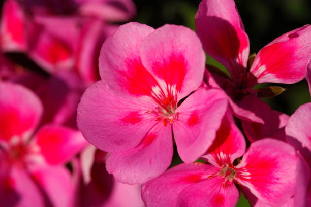 istock pink Flammenblumen (Phlox) 874866388