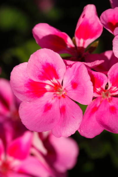 istock pink Flammenblumen (Phlox) 874866406
