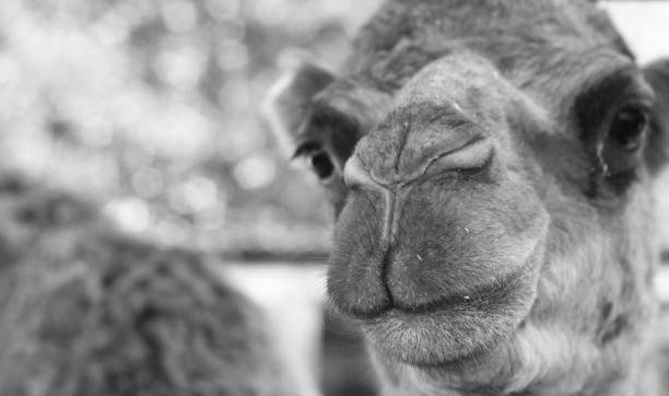 istock portrait of a camel 874867778