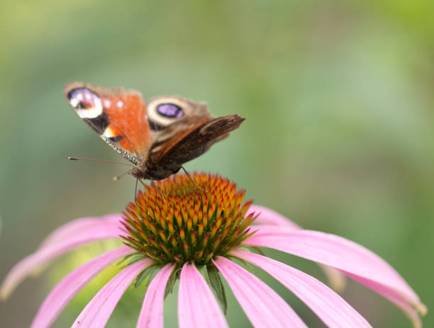 istock beautiful butterfly on a flower in nature 874870660
