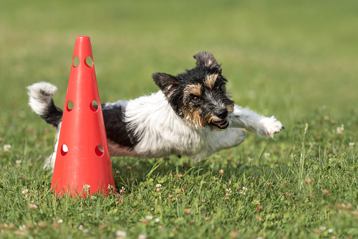 little dog runs fast around a cone - Jack Russell Terrier 2,5 years old
