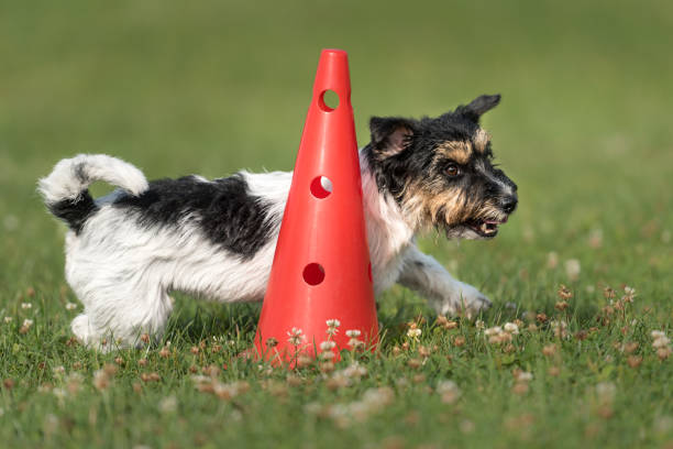 little dog runs fast around a cone - Jack Russell Terrier 2.5 years old