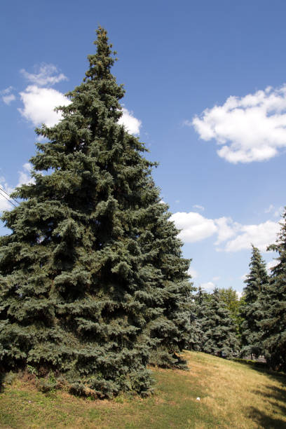 istock beautiful spruce outdoors 874876906
