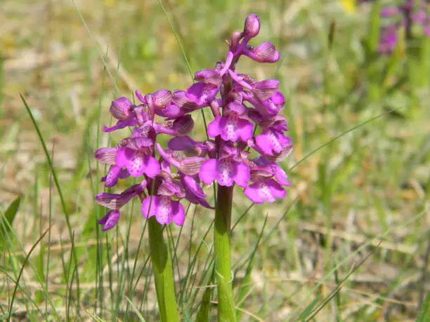 Wild orchid flowers in the meadow.