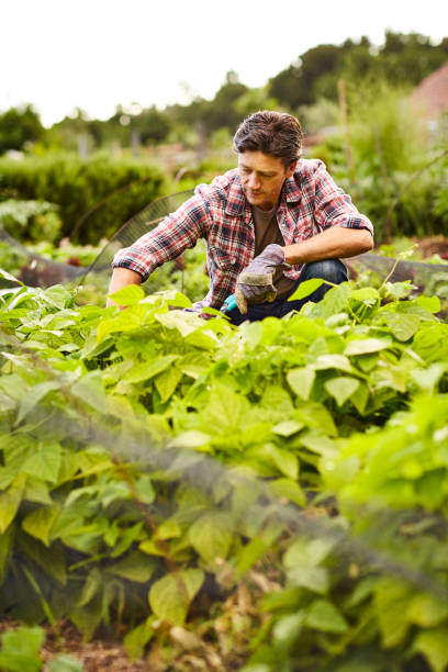 istock Grow my beauties 874883738
