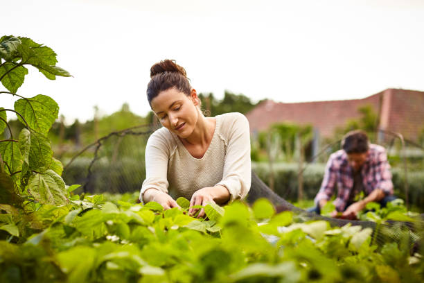 istock Gardening is a serious business 874883828