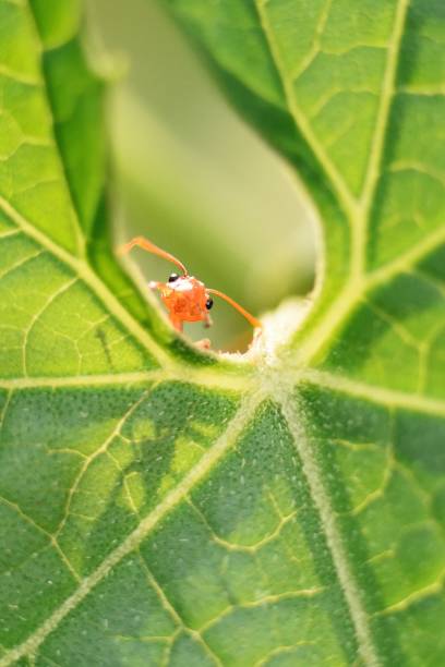 istock Close up ant looking at camera, playing hide and seek on green leaf. 874883830