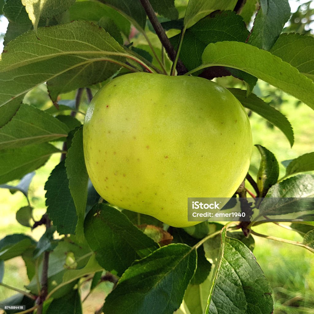 Filippa, Glocken Sommerapfel, Malus domestica - Lizenzfrei Apfel Stock-Foto