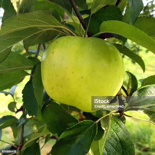 Filippa Glocken Sommerapfel Malus Domestica Stockfoto und mehr Bilder von Apfel - Apfel, Baum, Deutschland