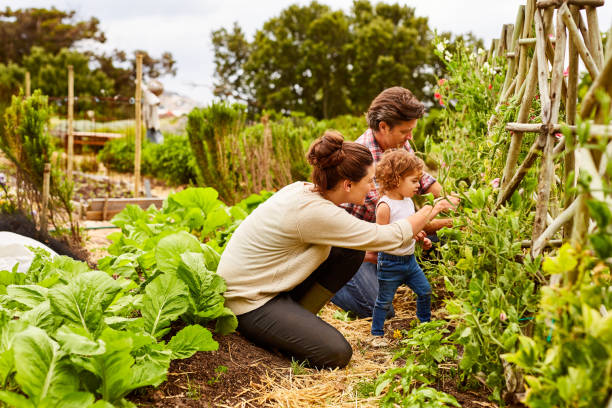 rendere il giardinaggio un'esperienza di legame - gardening child vegetable garden vegetable foto e immagini stock