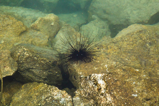 Long spined sea urchins underwater