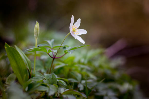 istock Wood anenome blooms in springtime in the New Forest 874885568
