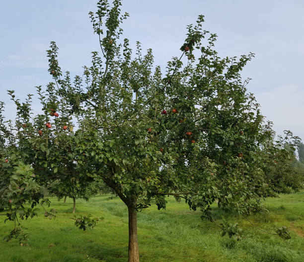 istock Hadelner Rotfranche, Rotfrance, Apple, malus, domestica 874887216
