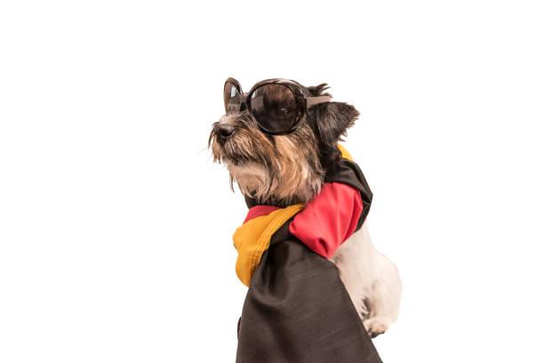 istock German Dog wrapped in Germany flag - Jack Russell Terrier 2.5 years old 874888456