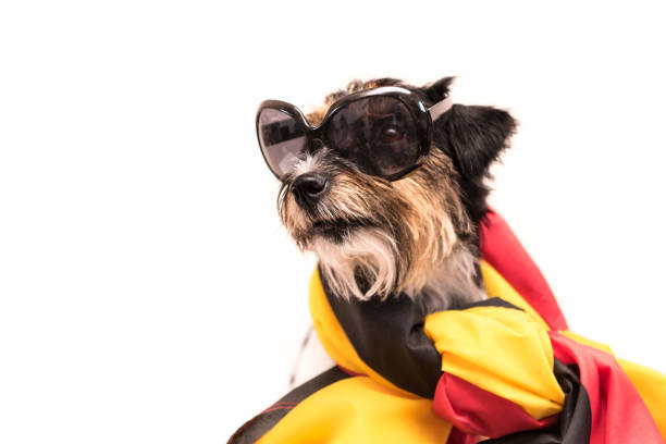German Dog wrapped in Germany flag - Jack Russell Terrier 2.5 years old