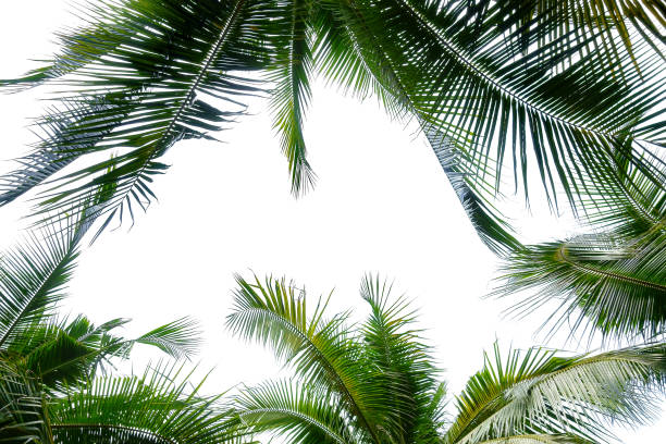 istock tropical coconut palm leaf isolated on white 874891492