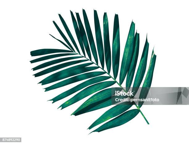 Photo libre de droit de Feuille De Palmier Tropical Isolé Sur Fond Blanc banque d'images et plus d'images libres de droit de Feuille - Feuille, Tropical, Feuille de palmier